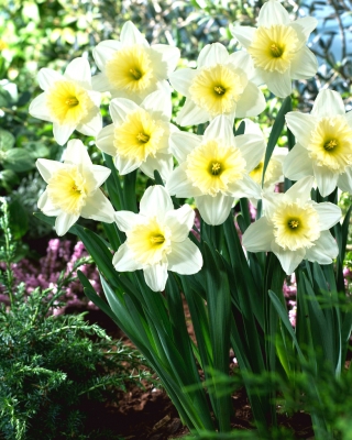 Daffodil, narcissus 'Ice Follies' - large package - 50 pcs