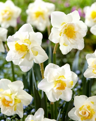 Daffodil, narcissus White Lion - 5 pcs - 