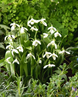 Snowdrop Woronowii - large package! - 50 pcs