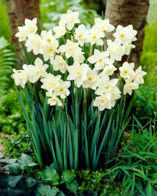 Daffodil, narcissus 'Pueblo' - 5 pcs