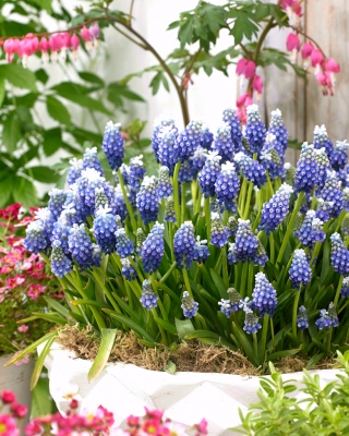 Armenian grape hyacinth Touch of Snow - large package! - 100 pcs
