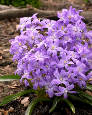 Bossierjev sneg, vijolično cvetovi - Chionodoxa Violet Beauty - 10 kosov; Lucileova slava snega