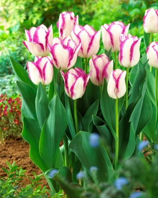 Kotak Tulip - 5 buah - 