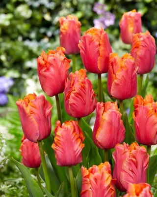 Tulip Amazing Parrot - 5 бр - 