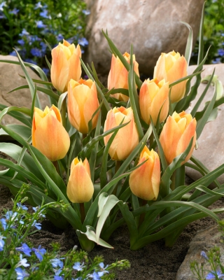 Tulipán 'Batalinii Bright Gem' - veľké balenie - 50 ks