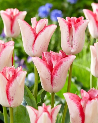Tulip Beauty Trend - بسته ای بزرگ! - 50 عدد - 
