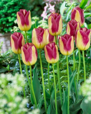 Tulip Boston - 5 pezzi