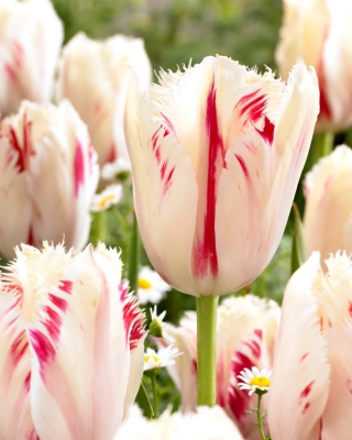 Tulip Carrousel - 5 buah - 