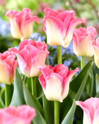 Tulipa 'Coroa da Dinastia' - 5 pcs.