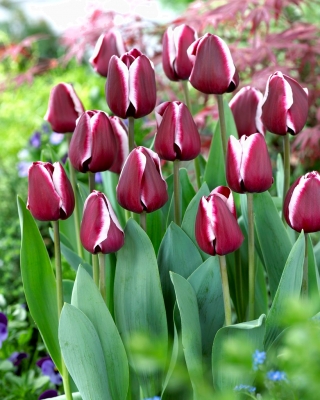 Tulipe 'Fontainebleau' - 5 pieces