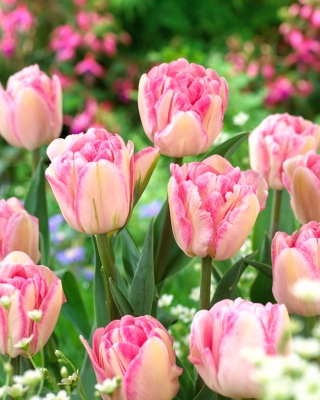 Tulipe 'Foxtrot' - 5 pieces
