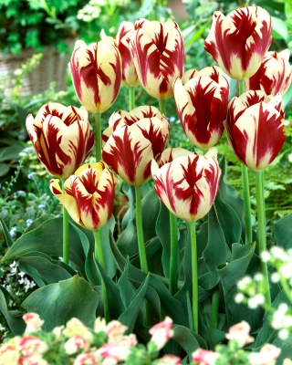 Tulip Grand Perfection - 5 kosov