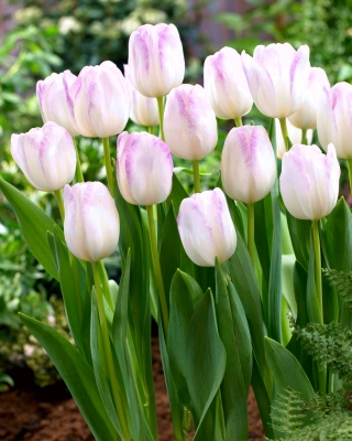 Tulipe Gwen - 5 pieces