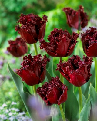 Tulip Labrador - 5 buah - 