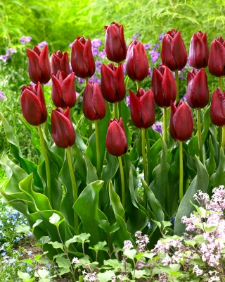 Tulip National Velvet - large package! - 50 pcs