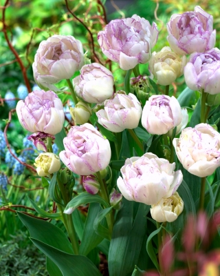 Tulip Normandie - 5 piezas