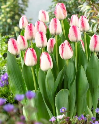 Tulip Playgirl - grand paquet! - 50 pieces