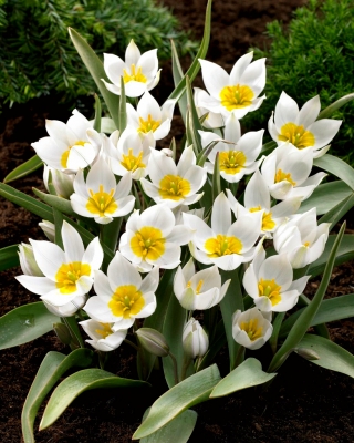 Policroma de tulipán - 5 piezas