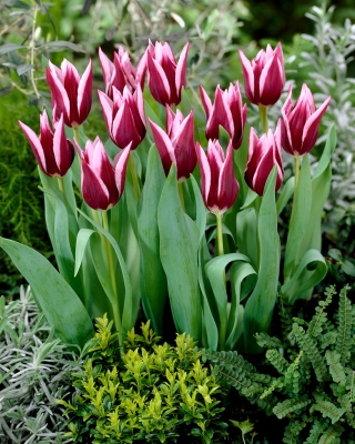 Paradižnik tulipan - 5 kosov
