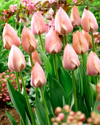 Tulipe 'Saumon Van Eijk' - 5 pieces