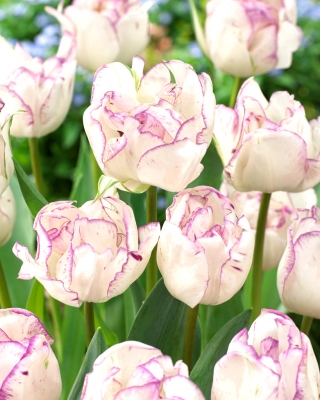 Tulipe Shirley Double - 5 pieces