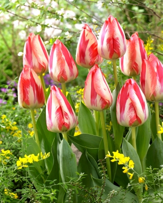 Tulip Spryng Break - 5 buah - 