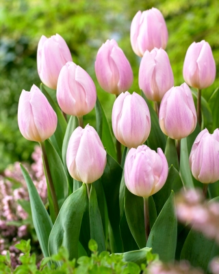 Tulipe 'Sweet Flag' - 5 pieces