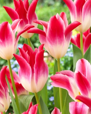 San o šahanju tulipana - 5 kom