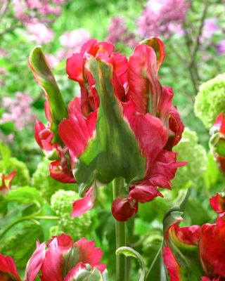 Tulipe Red Wave - 5 pieces