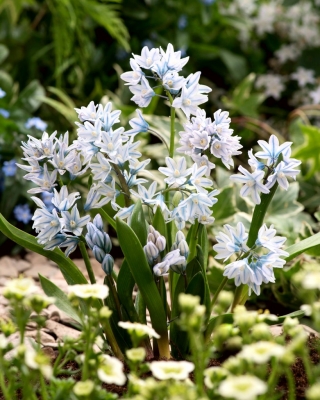 Striped squill - Puschkinia scilloides - pack besar! - 100 pcs - 