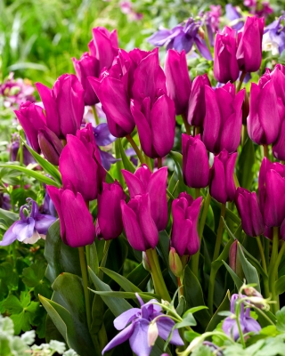 توليبيا باقة الأرجواني - توليب الأرجواني باقة - 5 البصلة - Tulipa Purple Bouquet