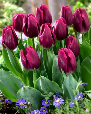 Tulipa Recreado  - 郁金香Recreativo  -  5个洋葱