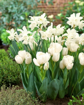 Set di bulbi "Thalia" narciso e tulipano "Weisse Berliner" - 50 pz