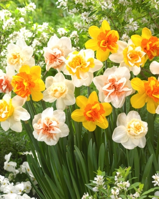 Jonquille, narcisse - fleurs doubles - melange de varietes de couleurs - 50 pcs