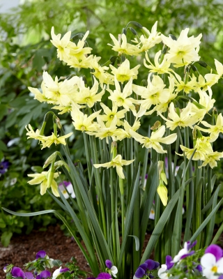 Daffodil, narcissus Exotic Mystery - 5 ชิ้น - 