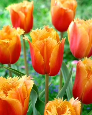 チューリップランバダ - チューリップランバダ -  5球根 - Tulipa Lambada