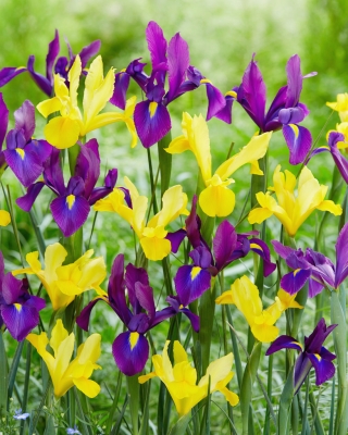 Žuto-ljubičasti set nizozemske irisa - 100 kom