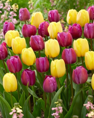 Conjunto de tulipas roxas e amarelas - 50 unidades - 