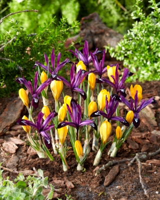 Yellow crocus and purple iris set - 100 pcs
