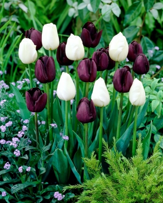 Raudonos-violetinės ir baltos spalvos 2 tulpių veislių rinkinys - 50 vnt.