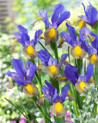 Hollandalı iris - Mystic Beauty - büyük paket! - 100 adet - 
