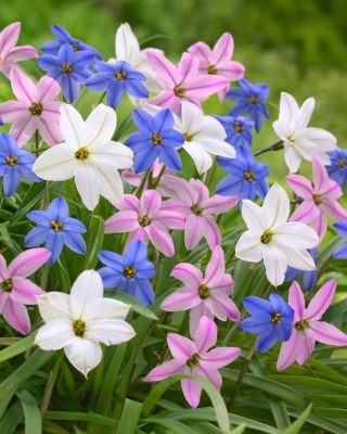 Ipheion - 3-цветен комплект звездови цветя - 90 бр.; пролетно звездно цвете