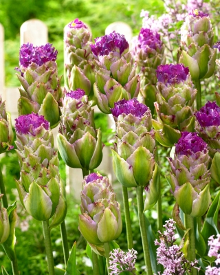Tulipán Purple Tower - csomag 5 darab - Tulipa Purple Tower
