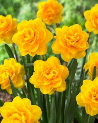 Daffodil, narcissus 'Heamoor' - large package - 50 pcs