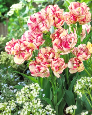 Tulipe 'Belicia' - grand paquet - 50 pcs