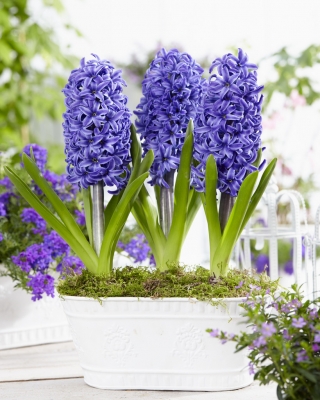 Hyacinth Blue Pearl - pakej besar! - 30 keping - 