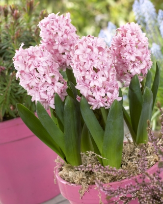 Hyacinth Prince of Love - berbunga dua kali ganda - pakej besar! - 30 keping - 