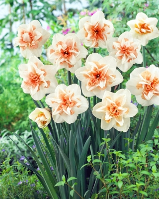 Double-flowered daffodil, narcissus 'Delnashaugh' - large package - 50 pcs