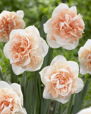 Dubbelbloemige narcis Flower Surprise - grootverpakking! - 50 stuks - 