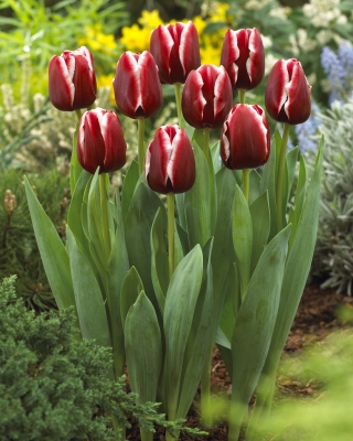 Tulip 'Armani' - pacote grande - 50 unidades